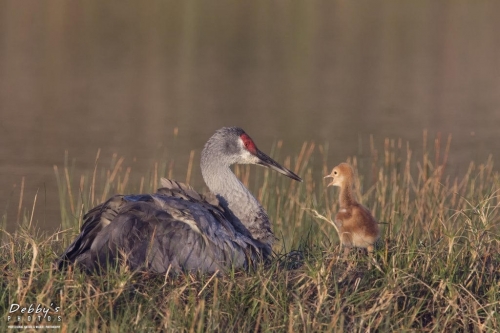 FL3451 Sandhill Crane and Newborn