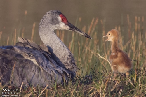 FL3451b Sandhill Crane and Newborn