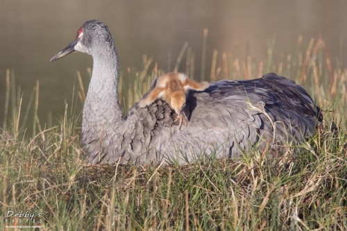 FL3452 Sandhill Crane and Newborn