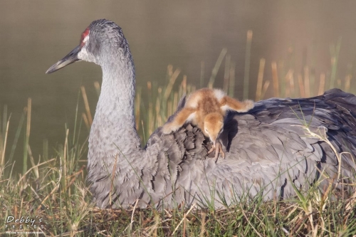 FL3452b Sandhill Crane and Newborn