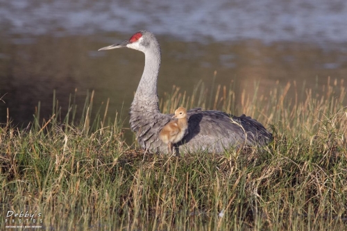 FL3453 Sandhill Crane and Newborn