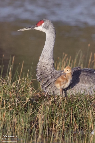 FL3453b Sandhill Crane and Newborn