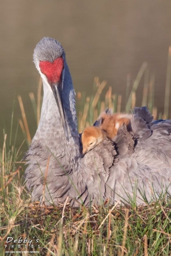 FL3454b Sandhill Crane With Sleepy Newborn