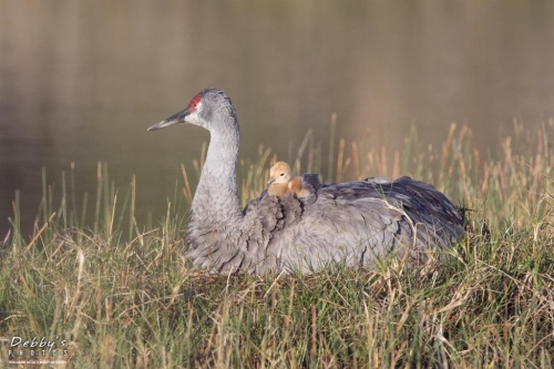 FL3455 Sandhill Crane and Newborn