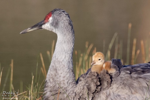 FL3455b Sandhill Crane and Newborn