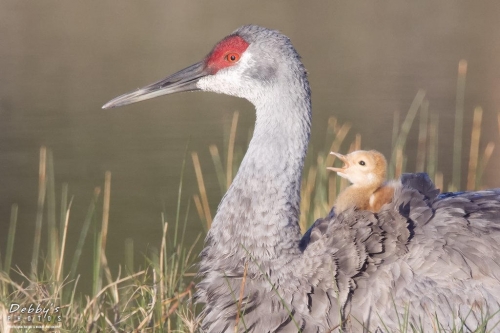 FL3456b Sandhill Crane and Newborn
