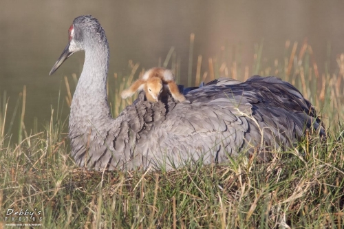 FL3457 Sandhill Crane and Newborn