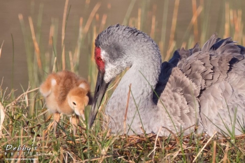 FL3458b Mom and New Chick, Sandhill Cranes