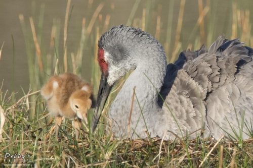 FL3458b Sandhill Crane and Newborn