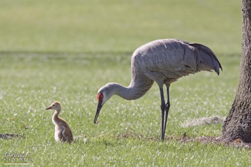 FL3462 Sandhill Crane and Colt