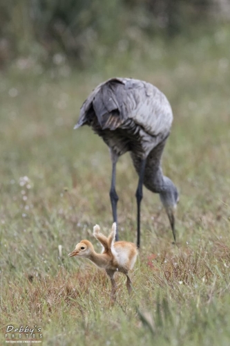 FL3510 Sandhill Crane Stretching