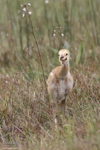 FL3511b Sandhill Crane Colt with huge caterpiller