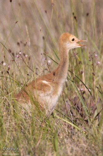 FL3517 Sandhill Crane Colt