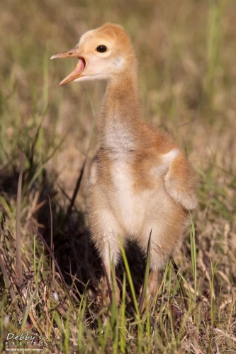 FL3518 Sandhill Crane Colt