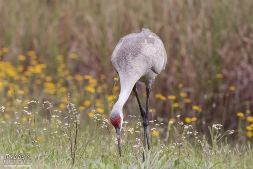 FL3547 Sandhill Crane and Flowers