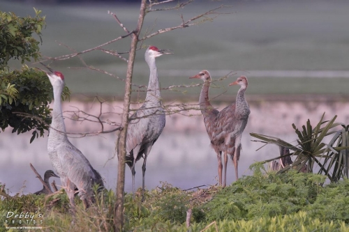 FL3558 Sandhill Crane Family