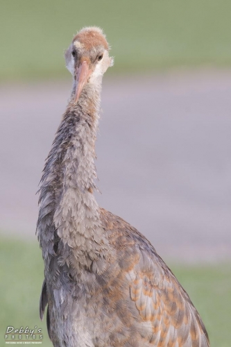 FL3587  Sandhill Crane Adolescent