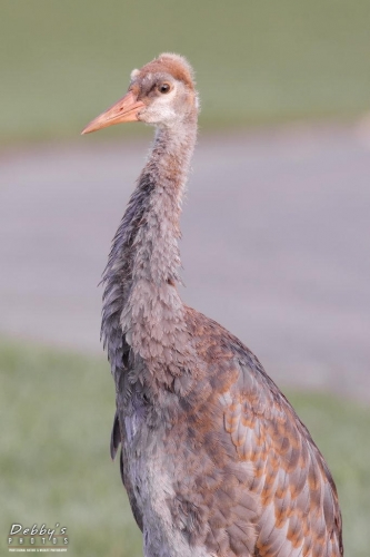 FL3589  Sandhill Crane Adolescent