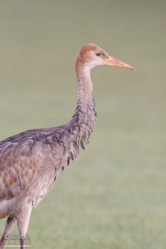 FL3590  Sandhill Crane Adolescent