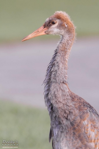 FL3591 Sandhill Crane Adolescent