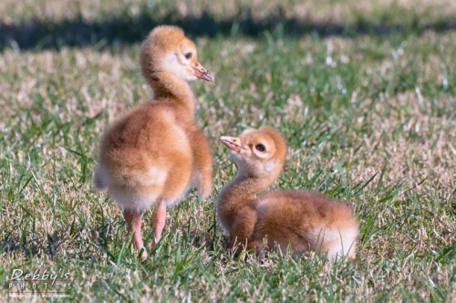 FL3773 Two Chubby Sandhill Crane Chicks