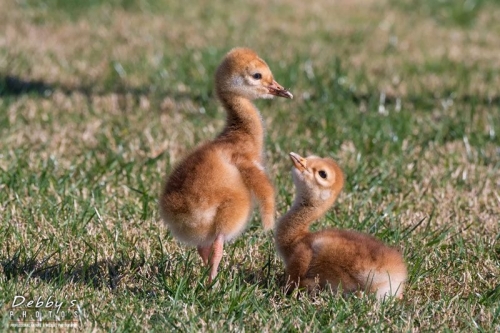 FL3774 Looking Up at Big Brother, Sandhill Crane Chicks