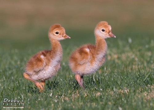 FL3776 Walking in Tandem, Sandhill Crane Chicks