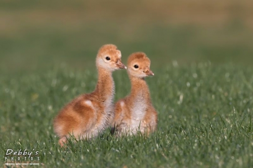FL3777 Pair of Cute Sandhill Crane Chicks