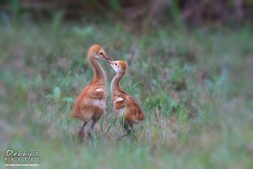 FL4399 Sandhill Crane Chick Squabble