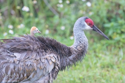 FL4400 Catching A Ride, Sandhill Cranes