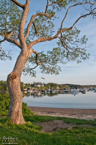 3093 Mackerel Cove Tree and Swing, Bailey Island, Me.