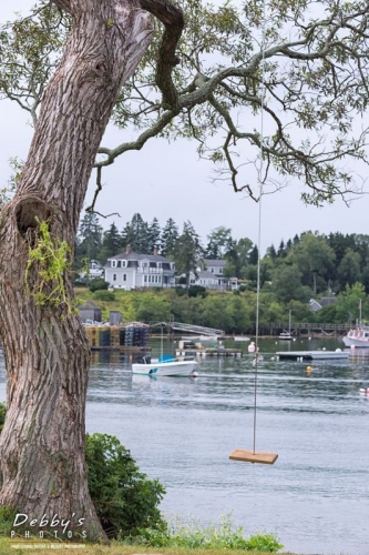 4017 Mackerel Cove Tree and Swing, Bailey Island