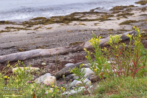 4021 Lands End, Bailey Island, Flowers on Beach