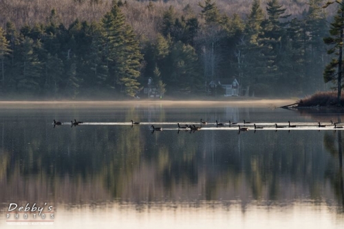 4123 Sand Pond Christmas Day Reflection, Fog, Geese