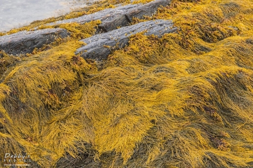 6028 Harpswell Seaweed