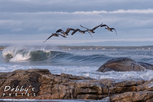 7571 Reid State Park Waves