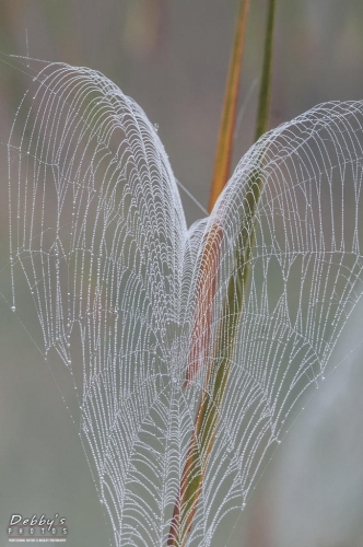 FL3165 Spider Web