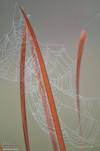 FL3173 Spider Web and Grass