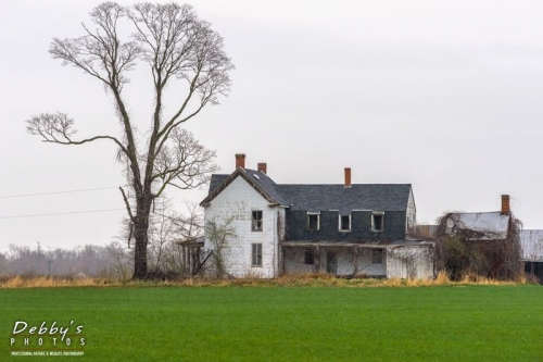 MD4316 Abandoned Farmhouse and Tree in the Rain