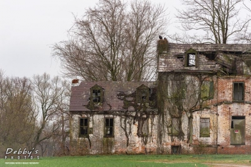 4317 Abandoned Farmhouse and Vultures in the Rain, Maryland