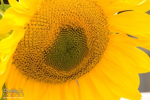 1192 Giant Sunflower Head
