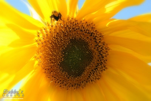 183 Sunflower & Bee