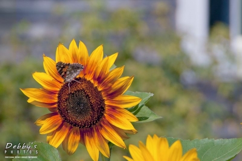 2681 Sunflowers and Window