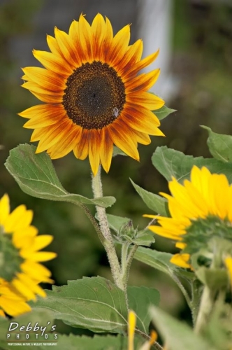 2681d Sunflowers