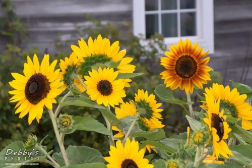 2681e Monhegan Sunflowers and Window