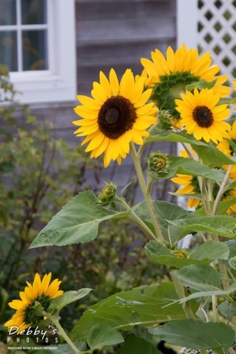 2681f Monhegan Island Sunflowers