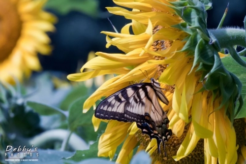 3288 Sunflowers and Tiger Swallowtail Butterfly