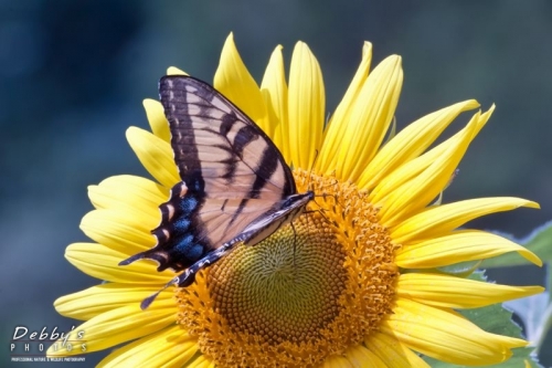 3292 Sunflower and Swallowtail Butterfly