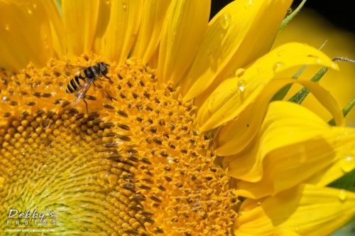 3295 Sunflower, Water Drop and Bee