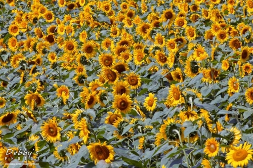 3297 Sunflower Field